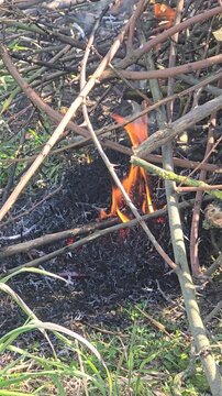 Large pile of dry branches and twigs burning in a garden with visible fire flames and white smoke during spring cleaning and agricultural waste disposal.