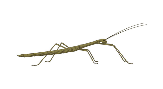 Isolated stick insect illustration on white background for education or design