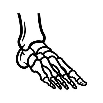 Medical illustration of human foot skeleton in black and white side view