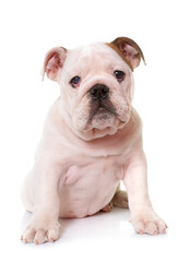 Obraz premium puppy english bulldog