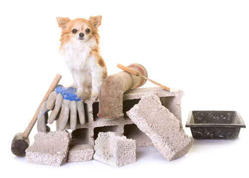 Concrete masonry unit and chihuahua