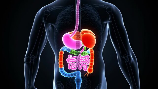 Detailed colorful 3D medical illustration of human digestive system anatomy on transparent body background