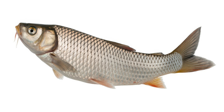 A single freshwater grass carp fish with silver scales isolated on a plain white background view