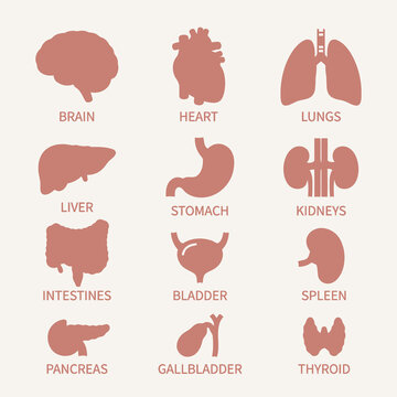 Set of human internal organs flat vector icons including brain, heart, lungs, liver, stomach, kidneys, intestines, bladder, spleen, pancreas, gallbladder, and thyroid for medical design