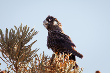 A male Carnaby's black cockatoo perched on a banksia tree branch in the afternoon light, Western Australia © Tove Liv