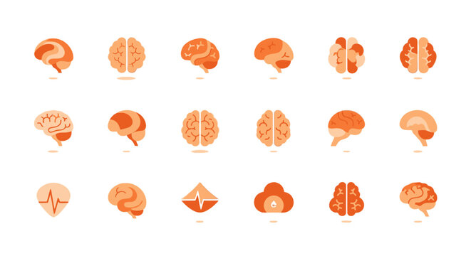 Brain anatomy in various sections.
