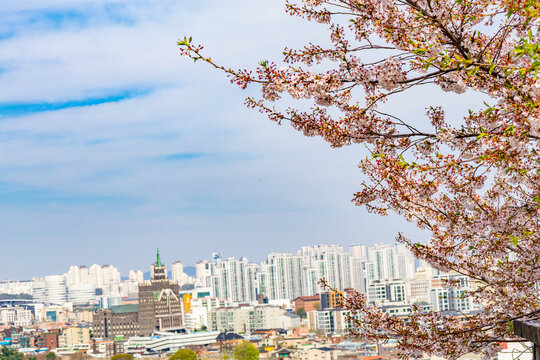 Spring cherry blossoms with cityscape view in Suwon South Korea showing urban skyline