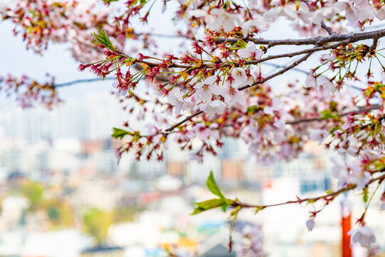 Cherry blossom branch with soft city skyline background in Suwon South Korea during spring