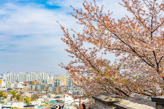 Sakura tree with panoramic city view of Suwon South Korea under bright spring sky