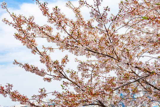 Spring cherry blossoms in focus with soft city skyline background in Suwon South Korea
