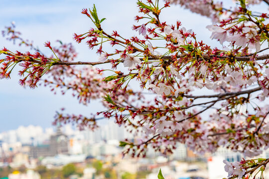 Close up sakura flowers with blurred urban cityscape background in South Korea