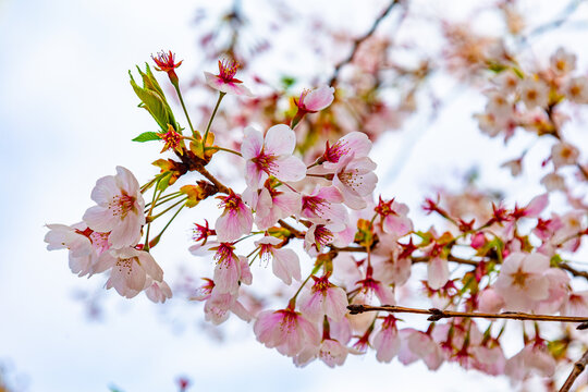 Beautiful cherry blossom cluster with delicate petals on branch in spring