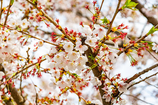 Sakura flowers in full bloom with soft natural background in springtime