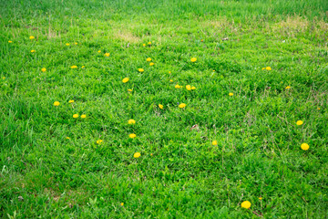 Fototapeta premium Green grass background or texture.
