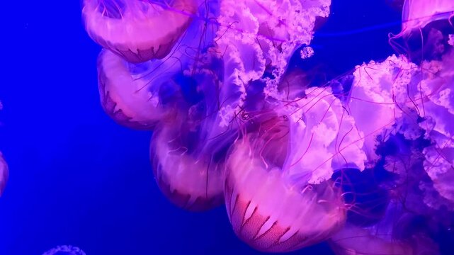 Vertical slow motion footage of pink jellyfish drifting in dark blue aquarium water, moving smoothly and gracefully, creating a relaxing, meditative underwater scene with soft motion and calm mood.