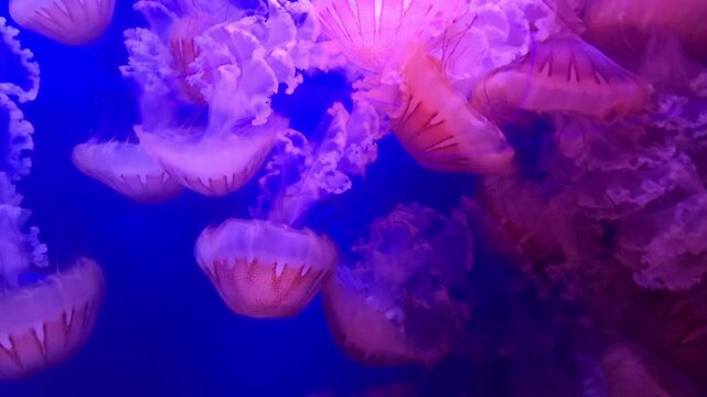 Slow motion view of pink jellyfish floating gracefully in a dark blue aquarium, drifting in deep water with smooth gentle movement, creating a calm, meditative and visually captivating underwater scen