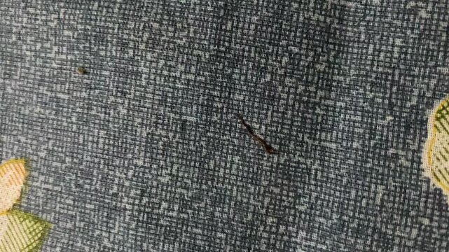 Dangerous small leech bloodsucker parasite crawling on bed sheet - Macro shot.