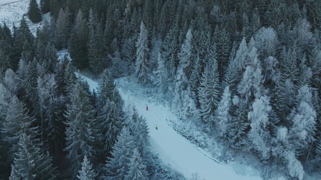 Skiers traverse a winding snowy path surrounded by dense, frost-covered trees in a serene alpine setting. Ideal for winter sports promotions or travel content.