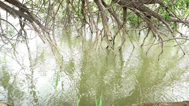tree in the water branches lean on water surface