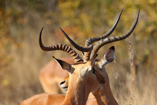 Schwarzfersenantilope / Impala / Aepyceros melampus