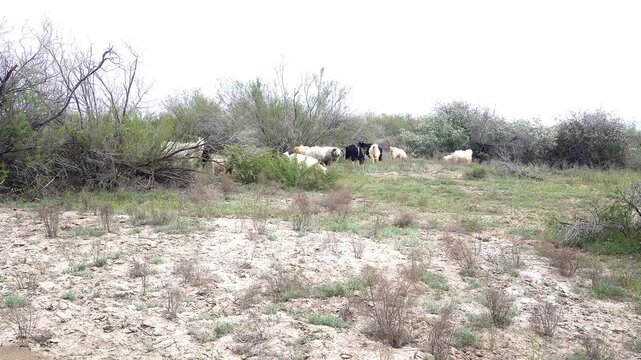 Herd of gaots greezing in the tamarisk bushes in Kazakahstan