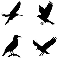 Fototapeta premium Black silhouette collection of four large birds in flight and perched positions isolated on white background vector illustration