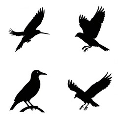 Fototapeta premium Set of four black bird silhouettes in various flight and perched poses with silhouette perching wildlife isolated background