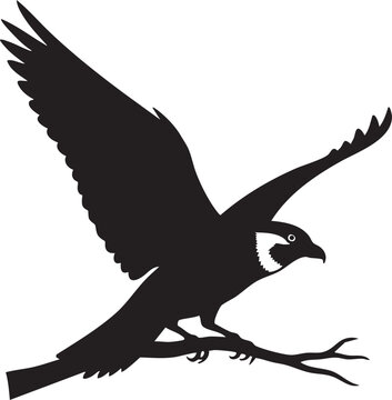 Silhouette of an osprey in flight perched on a branch with black and white hooked beak predatory bird silhouette wildlife