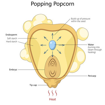 Educational diagram showing how heat turns water into steam inside a popcorn kernel, creating pressure that makes it pop diagram hand drawn schematic raster. Science educational illustration