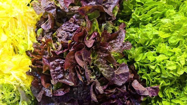 Close up view of fresh green lettuce leaves showing crisp texture, natural pattern and vibrant color, capturing healthy organic food, plant freshness and detailed natural vegetable surface.