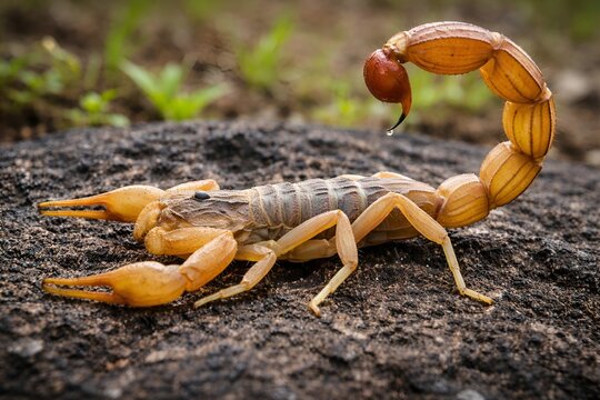  Detailed close-up of a scorpion