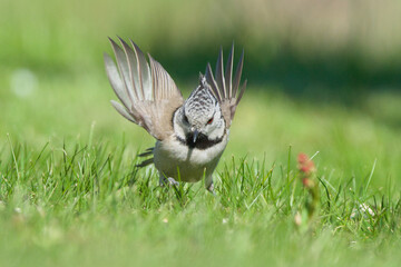 European Crested Tit (Lophophanes cristatus) landing on grass with wings spread — common species in the Czech Republic © czjonyyy