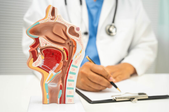 Asian doctor with nasal oral throat cavity neck human anatomy model for study diagnosis and treatment in hospital.
