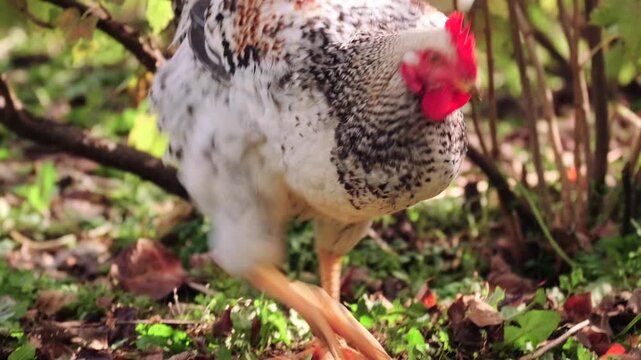 Speckled Sussex type chicken pecking food on ground in garden, close up view of free range poultry. Natural farming, organic food production and rural backyard livestock concept.