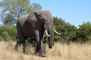 Fototapeta premium Afrikanischer Elefant / African elephant / Loxodonta africana