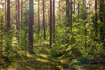Fototapeta premium pine grove with sunlight, spring green forest landscape