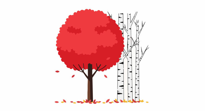 A red-leafed tree stands next to birch trees with fallen leaves scattered