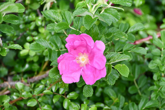 ハマナス　Ramanas Rose