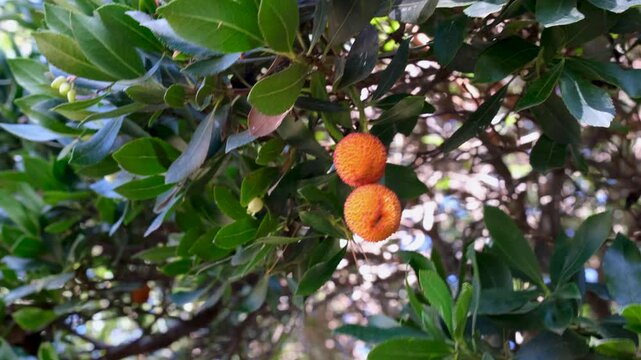 Close-up of ripe strawberry tree fruits (Arbutus unedo) hanging among swaying green leaves in natural sunlight.