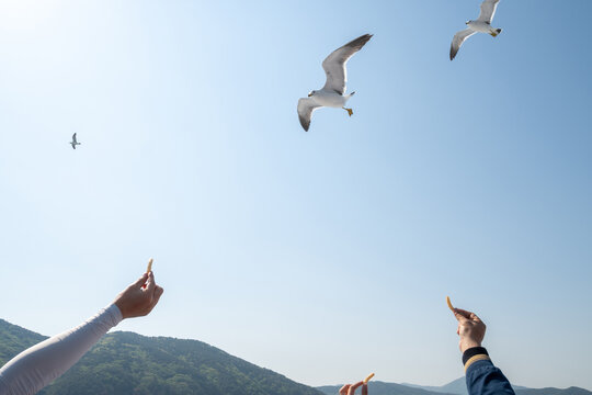 맑고 푸른 하늘 아래 사람들이 손을 뻗어 날아다니는 갈매기들에게 과자를 주는 체험 활동, 유람선 여행과 갈매기 먹이 주기