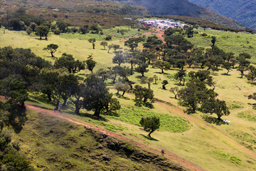 Fototapeta premium Sunny aerial view of Fanal forest with scattered ancient laurel trees on green plateau, Madeira Island