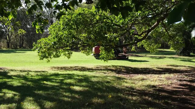 A groundskeeper operates an ride-on lawn mower across a vast manicured lawn beneath the spreading canopy of a large deciduous tree in Australia.&nbsp;Maintenance of a public parkland or green space