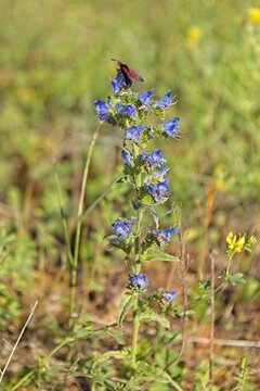 Iper's-bugloss plant (echium vulgare) with a Six-spot burnet moth (zygaena filipendulae) resting on its bright blue flowers in sunny summer weather, Saaremaa, Estonia, Europe.