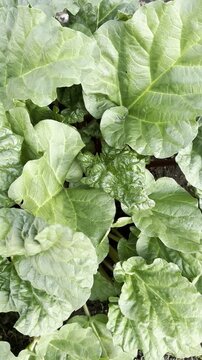 Camera moving slowly over large green rhubarb leaves