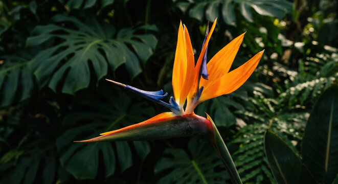 Vibrant orange Bird of Paradise flower Strelitzia reginae against dark tropical monstera leaves.
