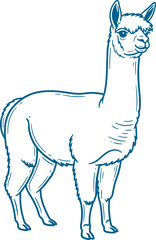 Naklejka premium Fluffy alpaca standing in blue detailed line art vector can Editable