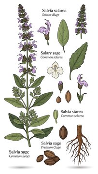 Detailed Botanical Illustration of Common Sage Plant with Labeled Parts.