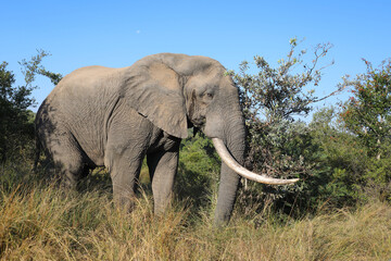 Fototapeta premium Afrikanischer Elefant / African elephant / Loxodonta africana