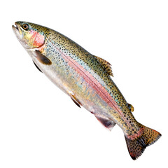 Naklejka premium [Transparent Background PNG]Fresh Whole Rainbow Trout Isolated on White Background