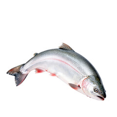 Obraz premium [Transparent Background PNG]Fresh Whole Raw Salmon Fish on White Background